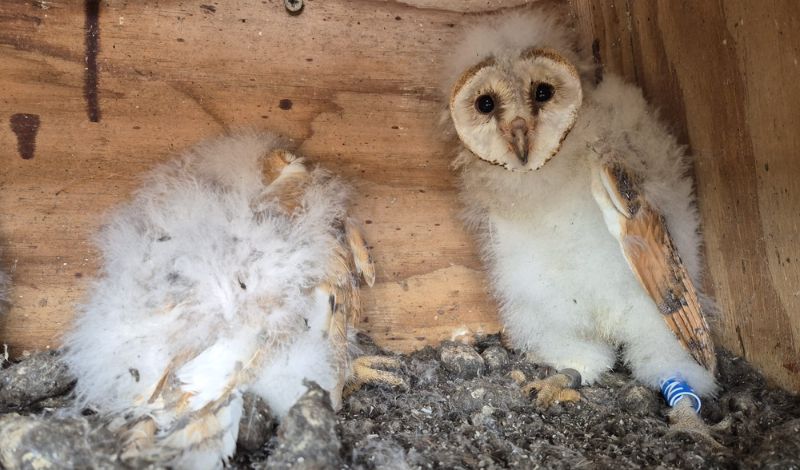 World Wildlife Day article image